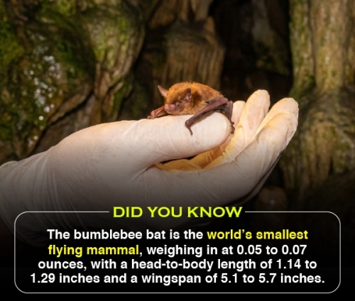 Did You Know 2 (V2)