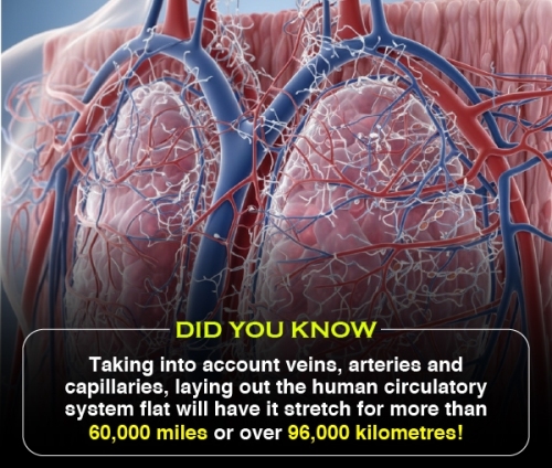 Did You Know 2 (V2)