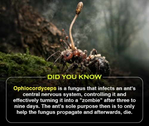 Did You Know 2 (V2)