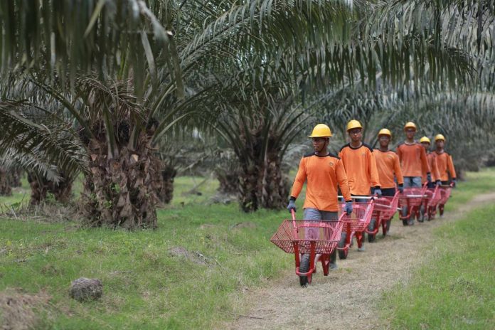 Holding Perkebunan Nusantara Intesifkan Produktivitas Melalui Peremajaan Sawit Berkelanjutan