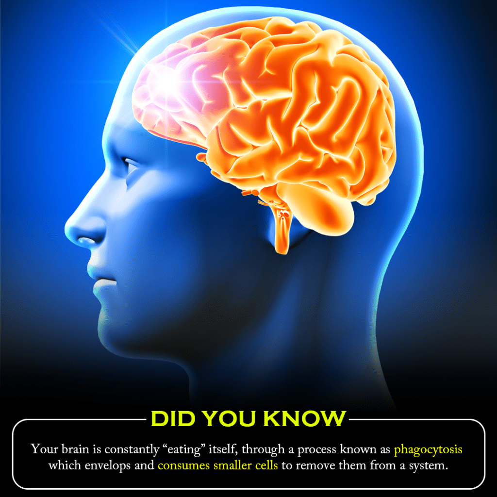 Your brain is constantly “eating” itself, through a process known as phagocytosis which envelops and consumes smaller cells to remove them from a system.