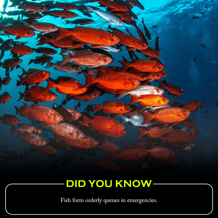 Did you know? Fish form orderly queues in emergencies.