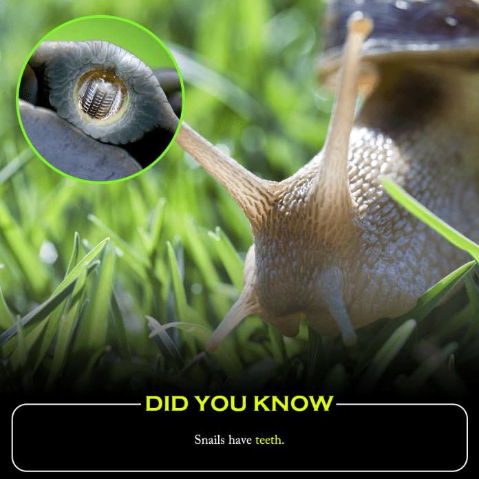 Did you know? Snails have teeth.