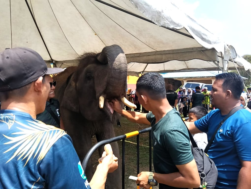 From fear to familiarity, communities discover the gentle side of elephants through hands-on experience at the World Elephant Day 2025 commemoration in Johor.