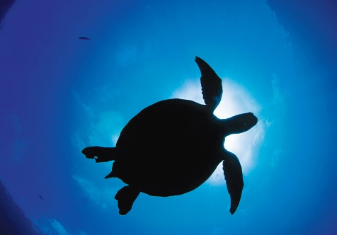 eco-trekking in borneo main borneo turtle swimming