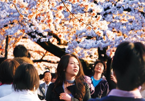 tokyo sakura main