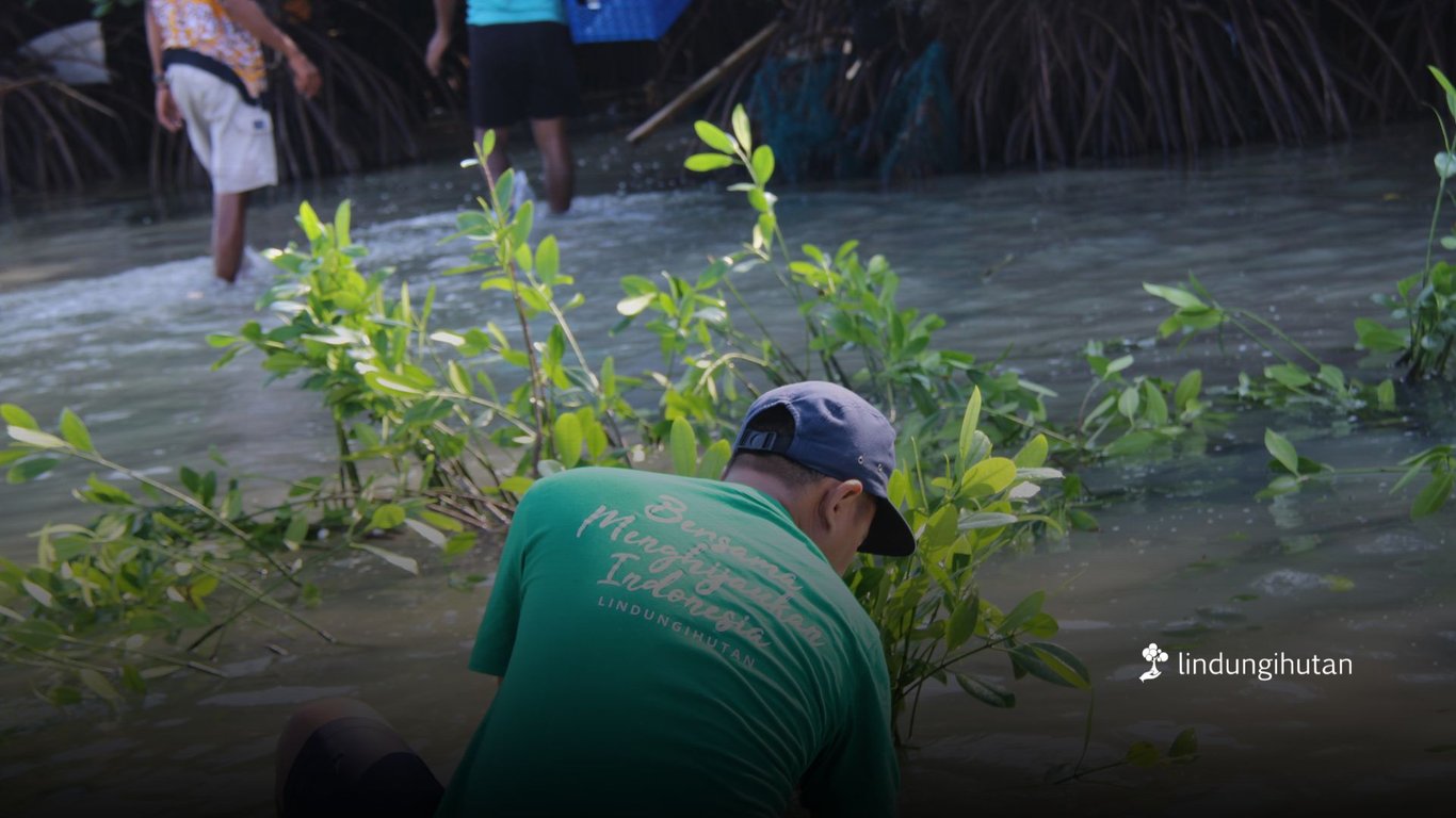 Penanaman mangrove di wilayah pesisir yang rawan abrasi (Foto: Tim LindungiHutan)