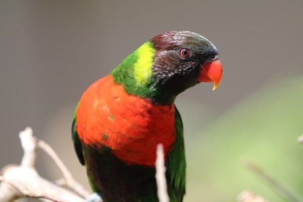 Kedis Mewali to Bali: The Homecoming of the Red-breasted Parakeet Revives Hope for Bali’s Natural Restoration Kedis Mewali to Bali: The Homecoming of the Red-breasted Parakeet Revives Hope for Bali’s Natural Restoration