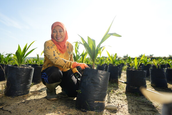 Dami Mas DxP MTK seeds aim to support climate resilient yields for palm oil farmers Dami Mas DxP MTK seeds aim to support climate resilient yields for palm oil farmers