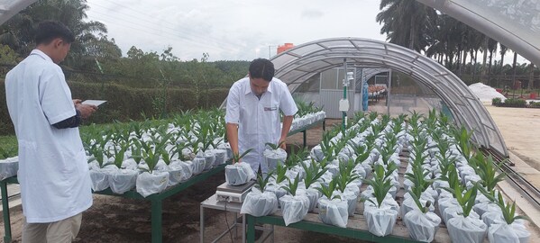 GAR screened over 40,000 seedlings to identify the best-performing candidates under drought conditions. GAR screened over 40,000 seedlings to identify the best-performing candidates under drought conditions.