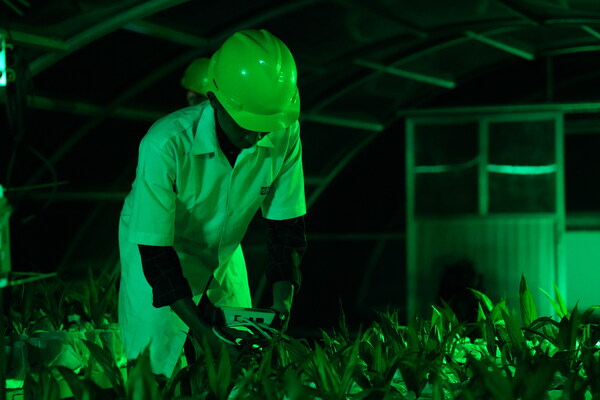 Extensive laboratory and field testing measured Drought Factor Index to determine oil palm performance under water stress. Extensive laboratory and field testing measured Drought Factor Index to determine oil palm performance under water stress.