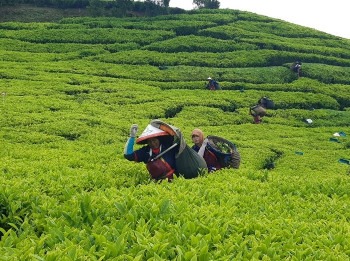 Holding Perkebunan Nusantara Perkuat Komoditas Strategis Melalui Replanting 14