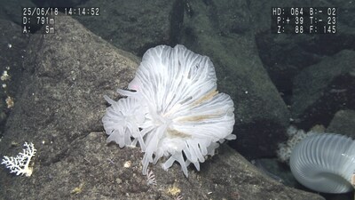 New Glass Sponge Species, found with multiple species of polychaete worms living within. Photographed on the slopes of a sea mount at a depth of 791m by the Shinkai 6500 submersible. (Credit: The Nippon Foundation-Nekton Ocean Census/©JAMSTEC)