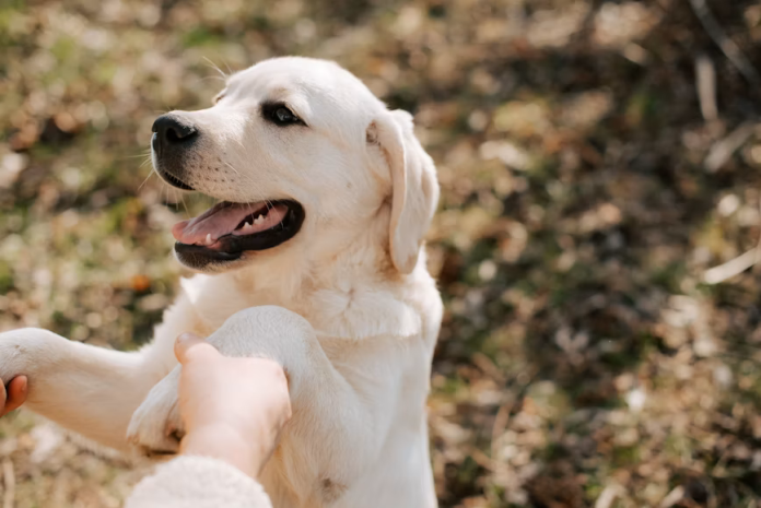 Dog Training Tips di Rumah Agar Anjing Pintar