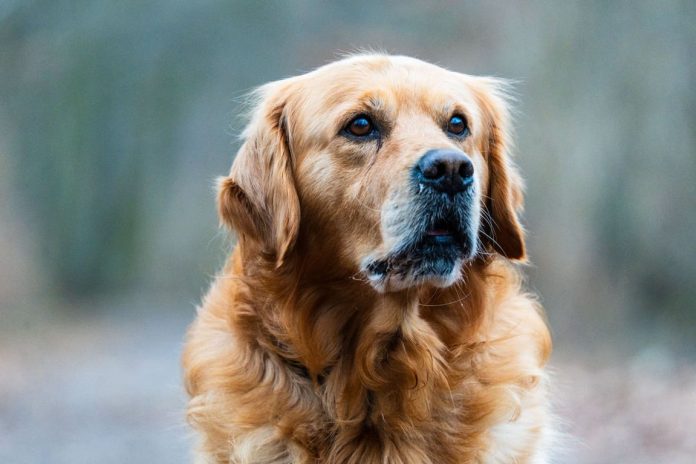 Golden Retriever Anjing Pintar yang Cocok Dipelihara Pemula