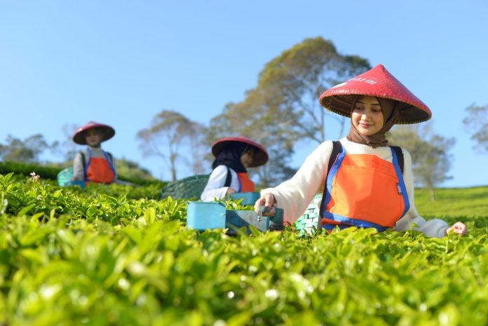 Holding Perkebunan Nusantara Perluas Jejak Teh Indonesia, Produk PTPN I Masuk Gerai Legendaris Twinings London