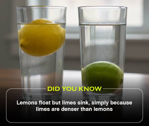 Did You Know