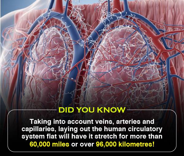 Did You Know 2 (Human Circulatory System)